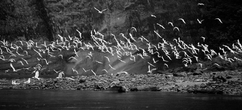 Flock of Gulls.jpg